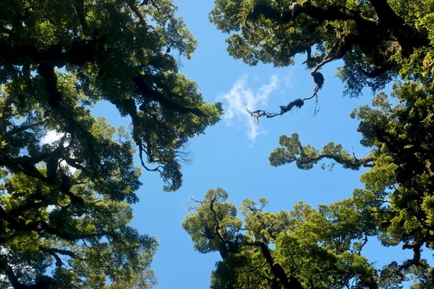 Treetops against blue sky