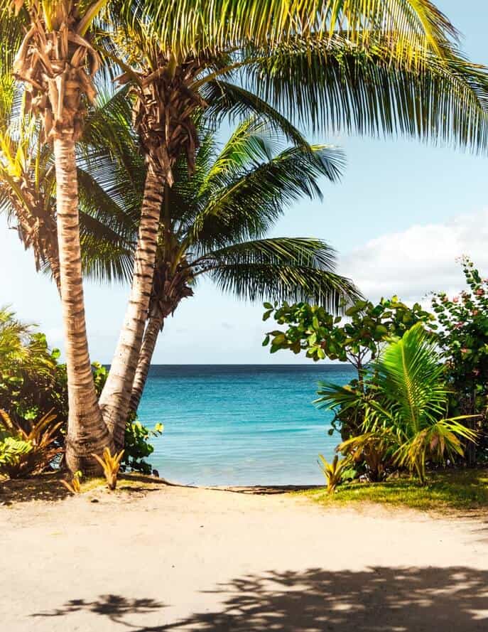Coconut trees on a beach