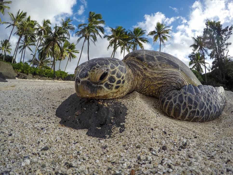 Sea turtle resting on a beach