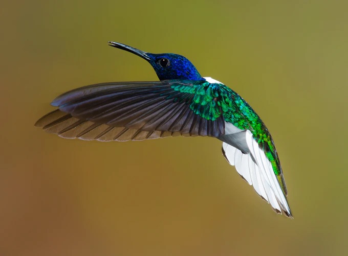 Hummingbird in the middle of flight