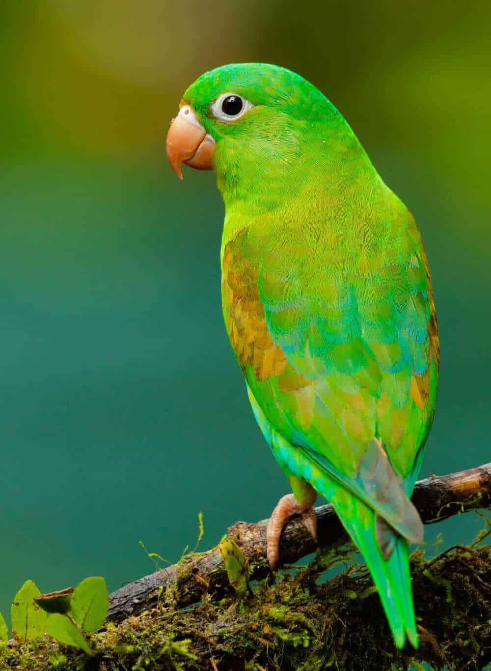 Small green parrot perched on branch