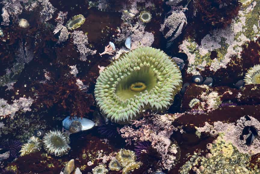 Corals and sea anemones underwater