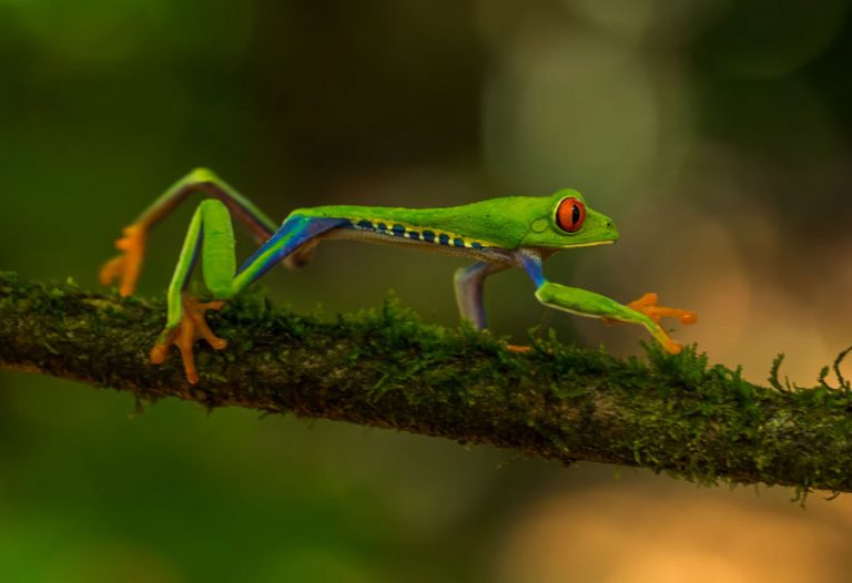 Biodiversity in Costa Rica | Casa Teresa Luxury Resort