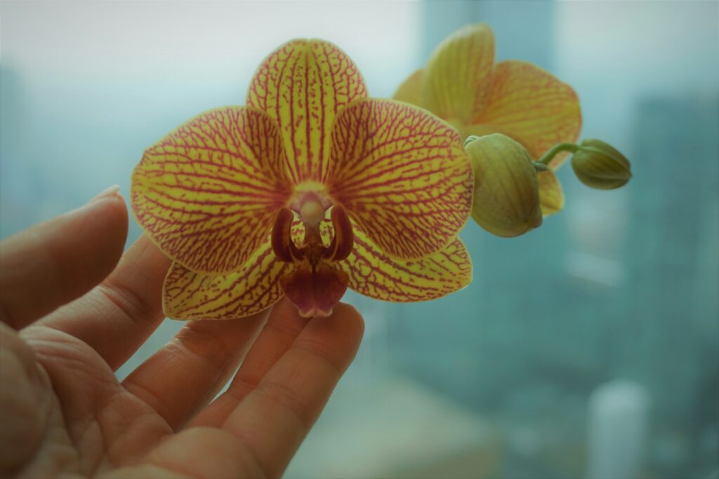 orange variegated orchid resting on fingers