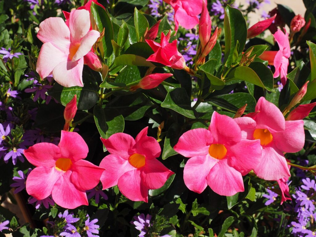 pink mandevilla flowers