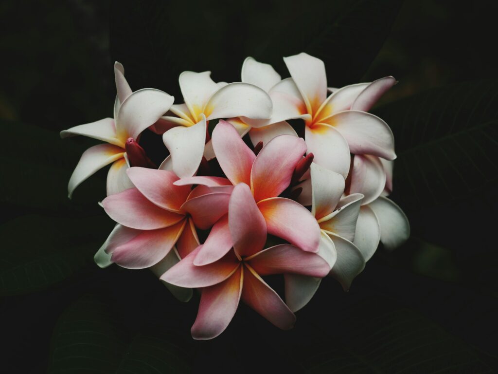 tropical plumeria flowers against black background