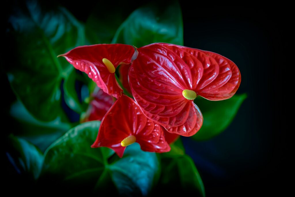 red pointed anthurium flowers against green leaves 