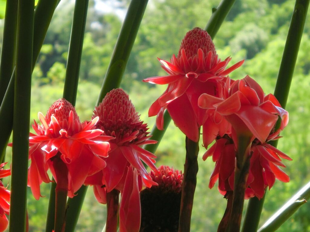 red torch ginger flowers against forest background