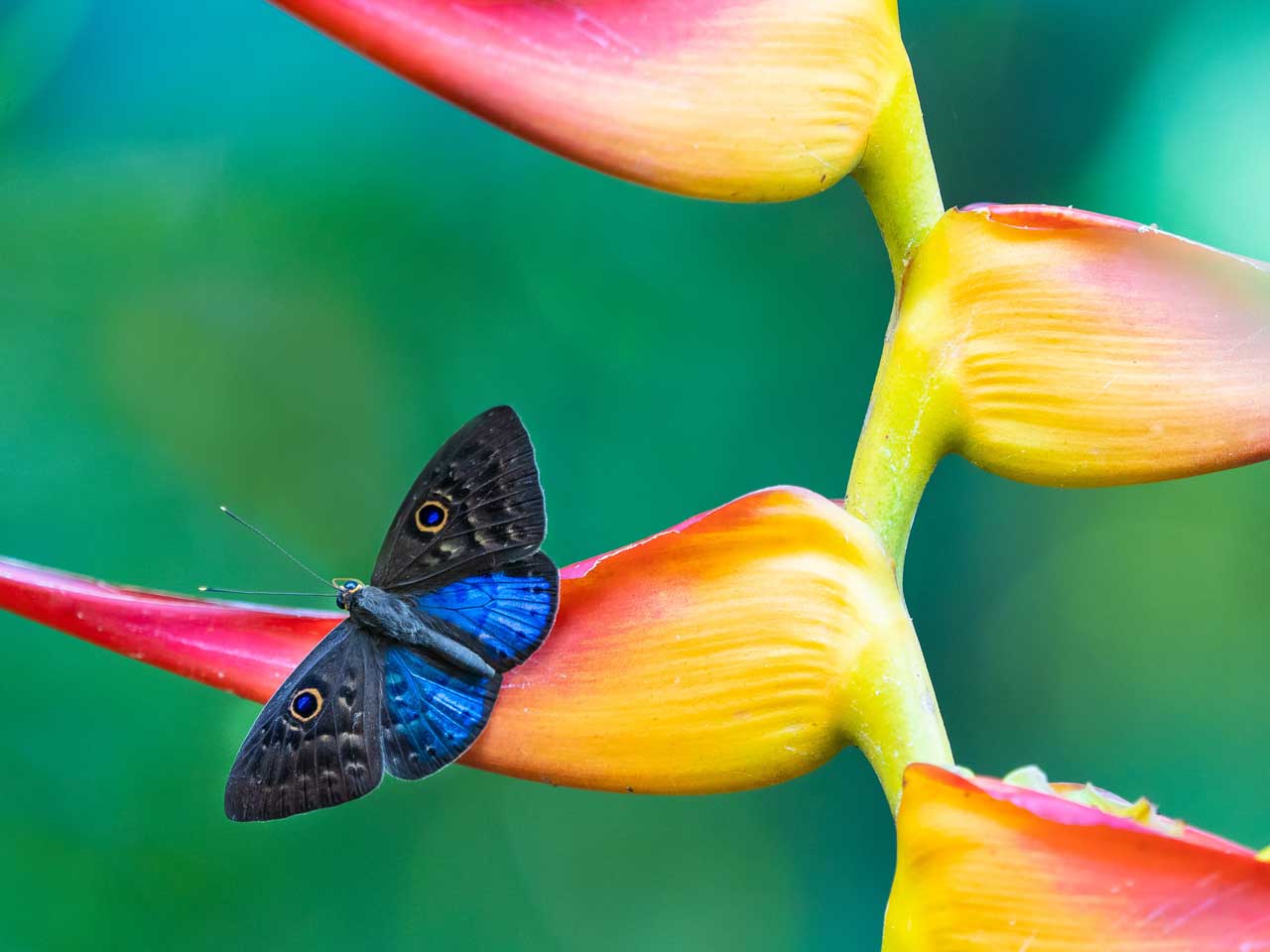 blue butterfly sitting on red and yellow heliconia bloom