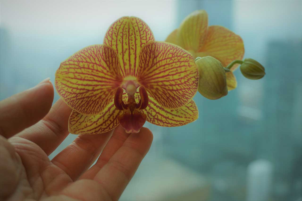 orange variegated orchid resting on fingers