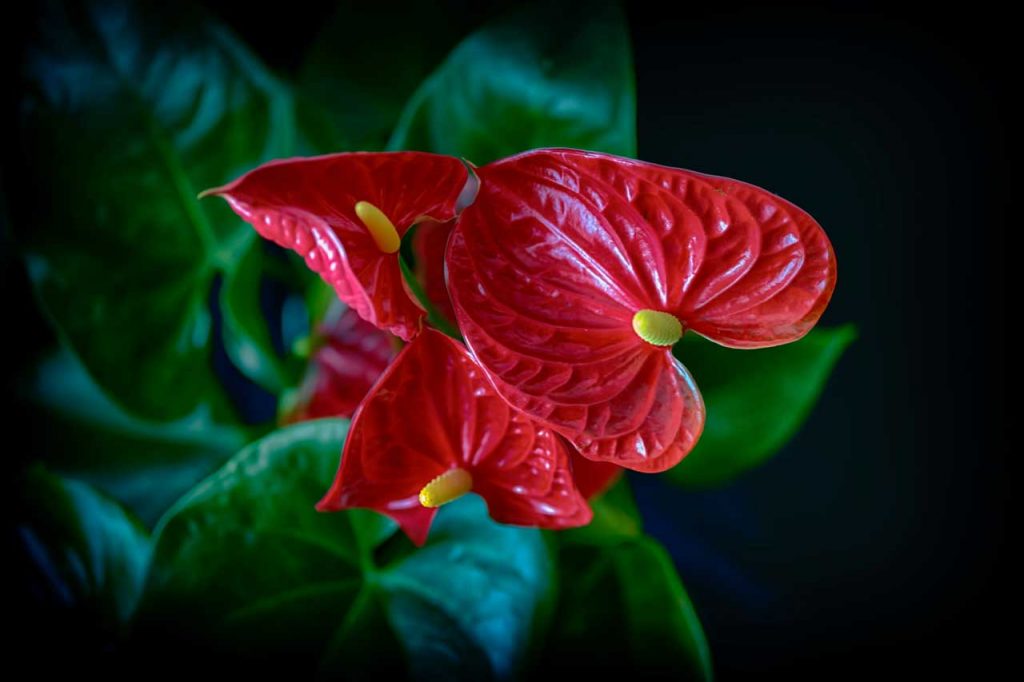 The Most Stunning Costa Rican Flowers Casa Teresa