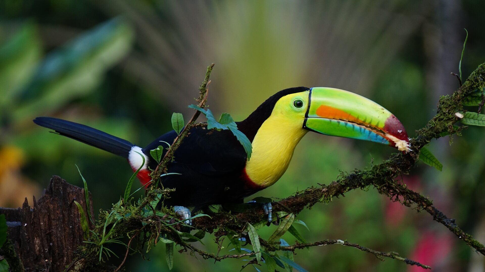 A keel-billed toucan in the jungle of Costa Rica