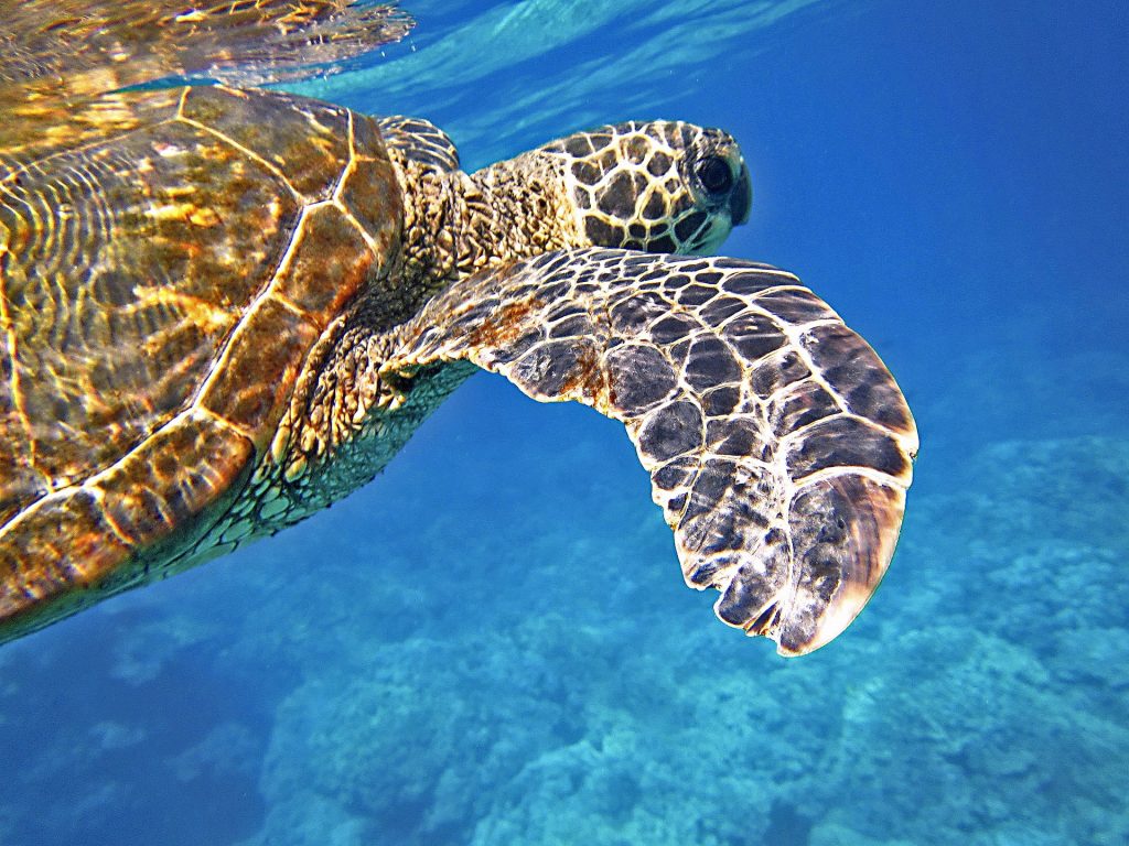 A green sea turtle swimming in blue water