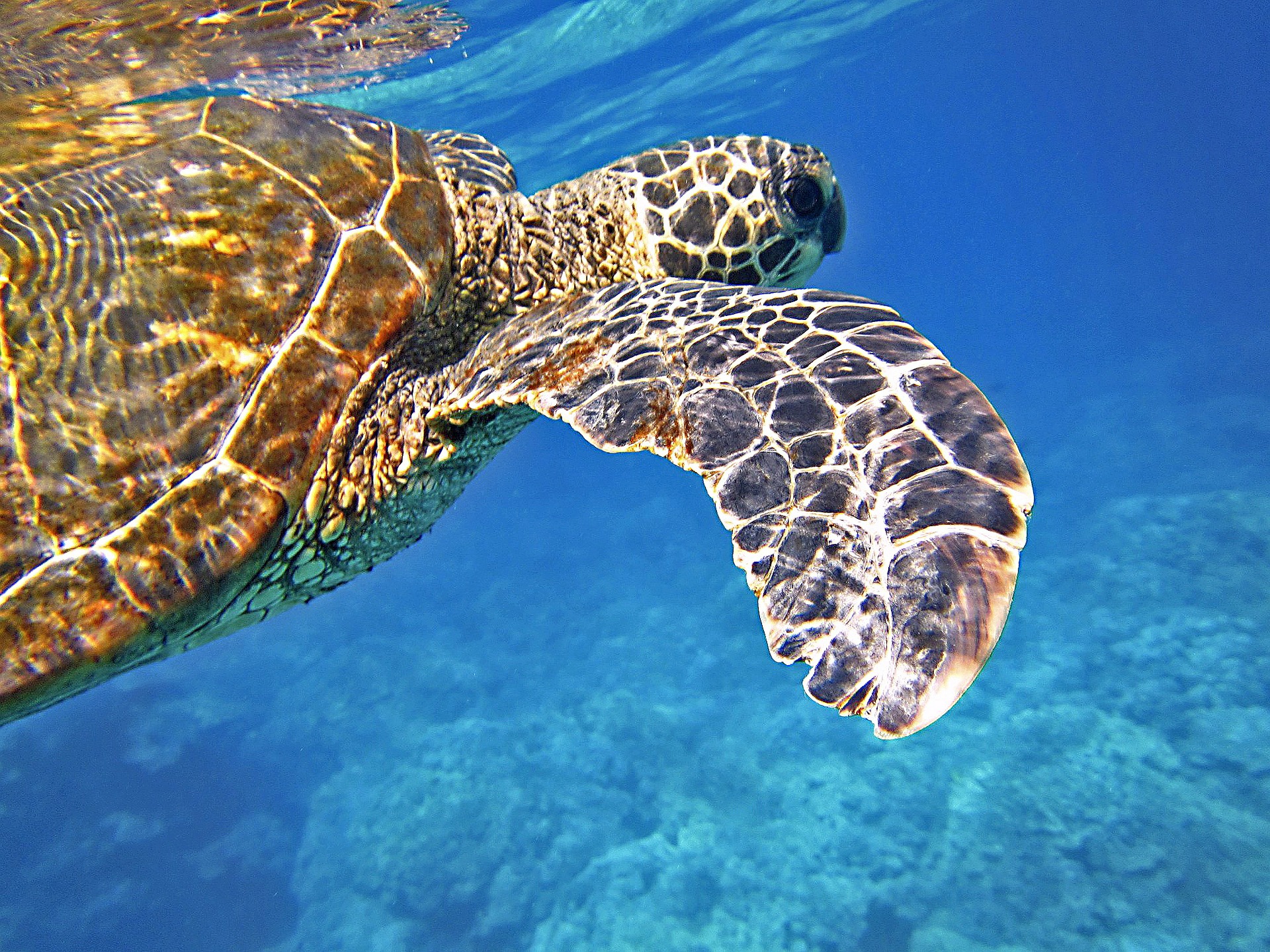 A green sea turtle swimming in blue water