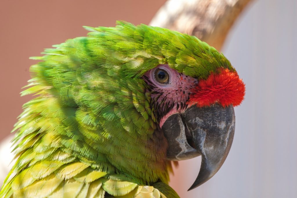 A Great Green Macaw outside in the daytime.