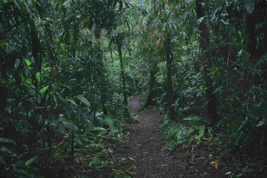 Costa Rica rainforest hike path