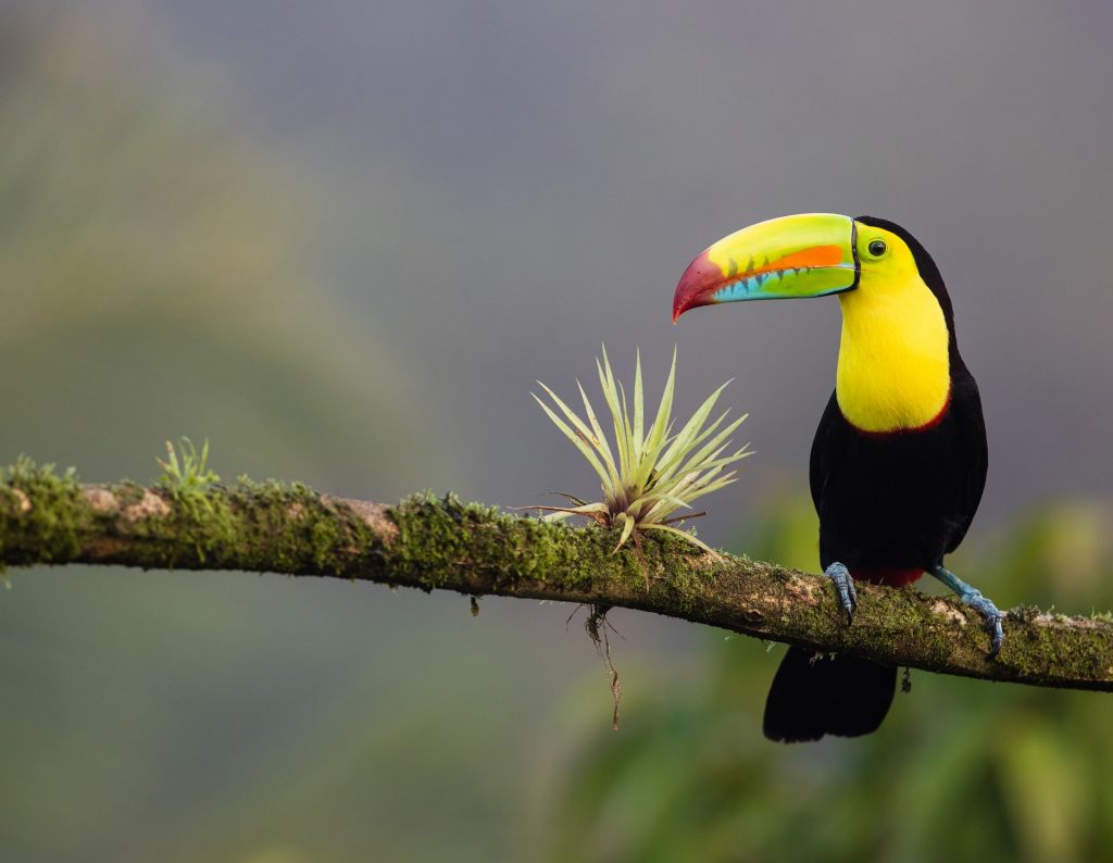 a keel-billed toucan, a good example of Costa Rican wildlife