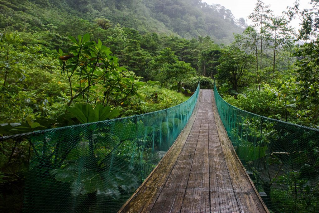  Wooden bridge through lush rain forest