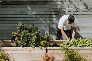 chef harvesting vegetables from a garden