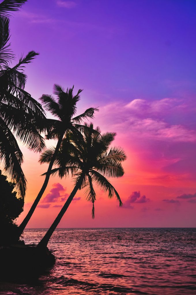 Palm trees in front of a tropical sunset