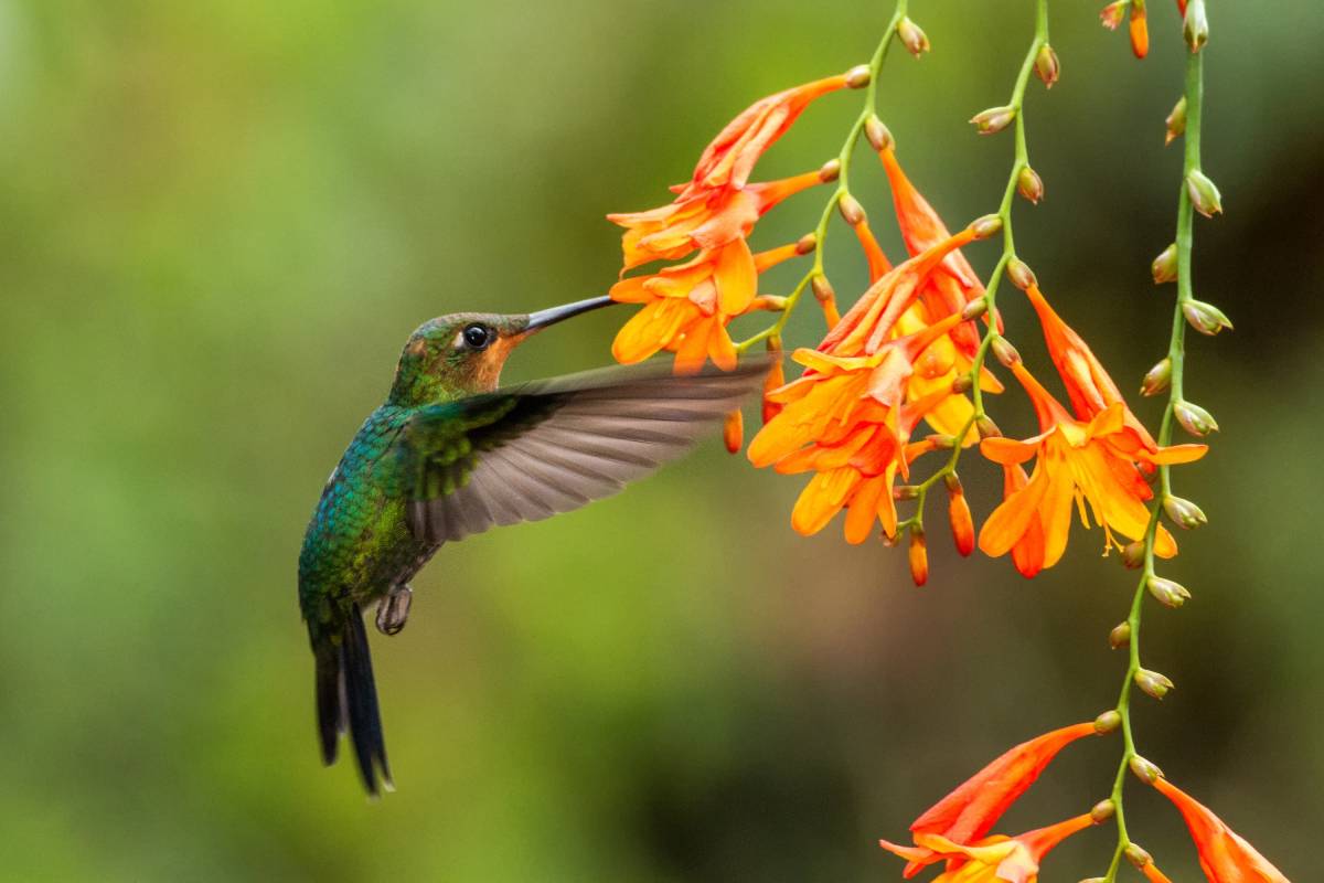 A vibrantly colored hummingbird hovering next to orange flowers in Costa Rica