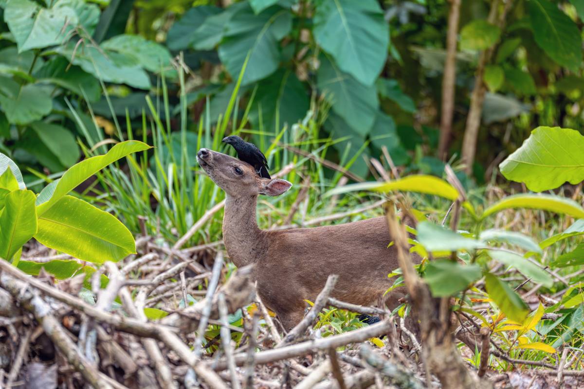 A deer with a black bird atop its head in the Curu Wildlife Refuge