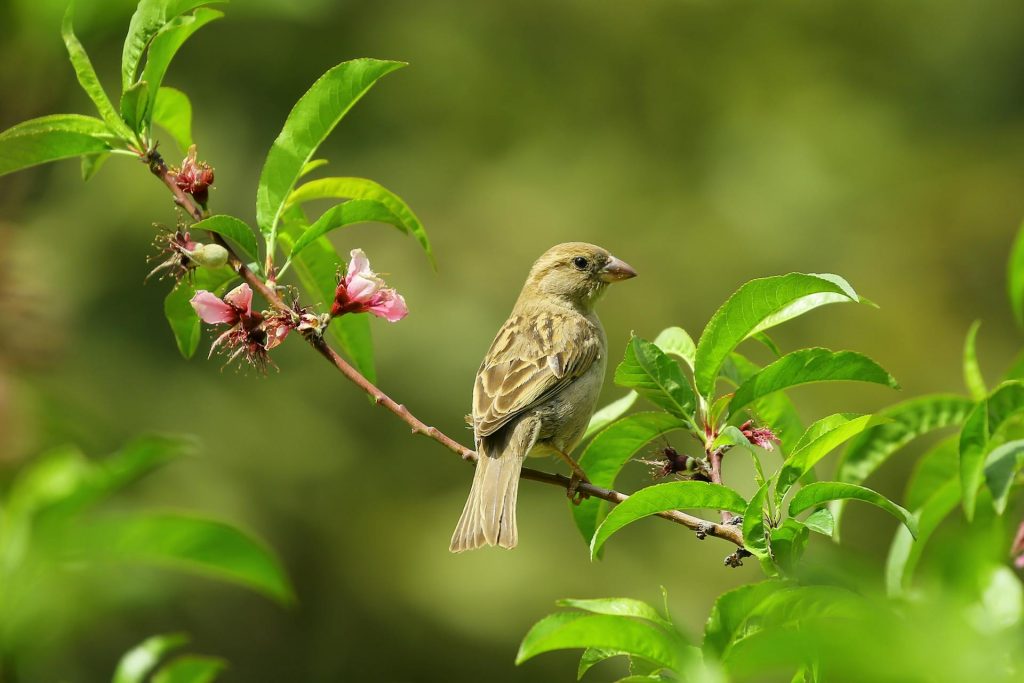 Gray small bird on green leaves