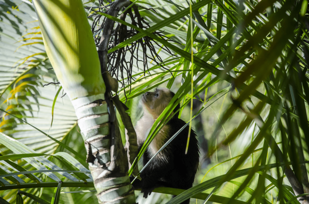 exploring nature in costa rica