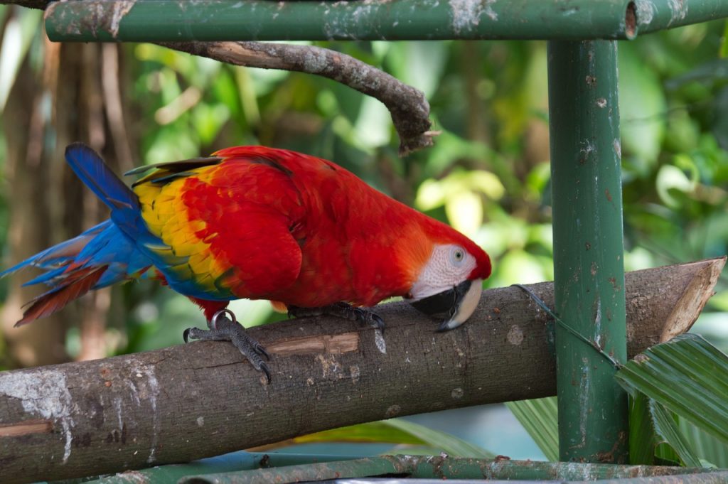 Red macaw parrot scratching its beak on a tree branch