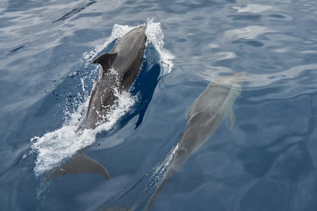 Top view of dolphins coming up for air in the wild