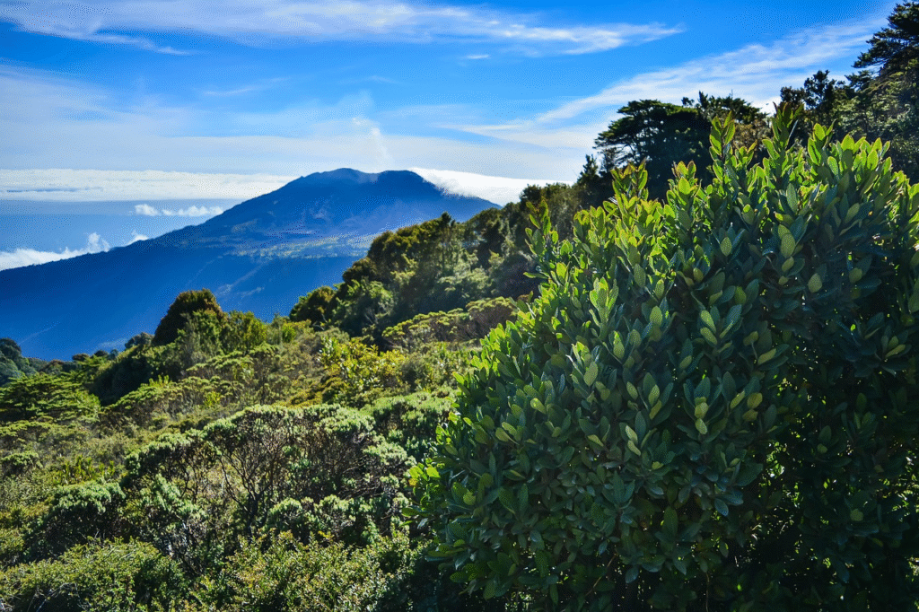 A sunny day of a Costa Rica jungle in the foreground and volcano in the background