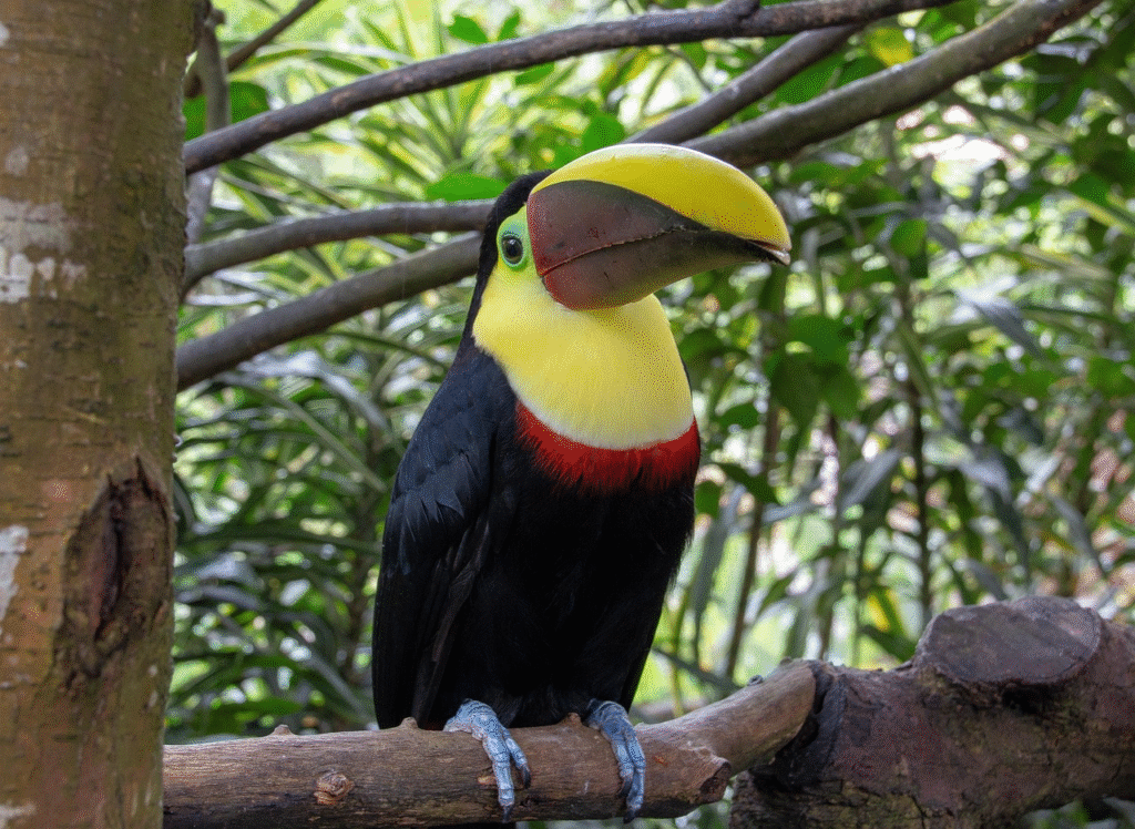 Brightly colored toucan perched on a tropical tree